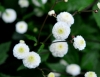 Show product details for Ranunculus aconitifolius Flore Pleno